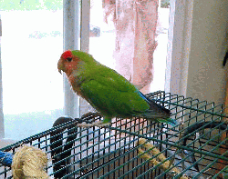 Shasta (bonded with Minnie)