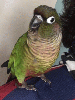 Juno