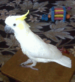 Skittles