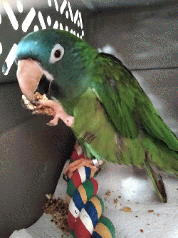 Coco