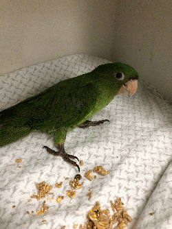 Conures of Telegraph Hill
