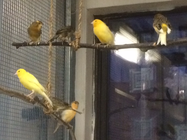 Rescued Canaries