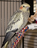 Edie