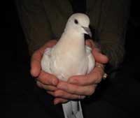 Phoenix