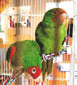 Pogo