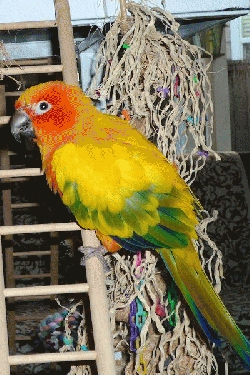 Bowie