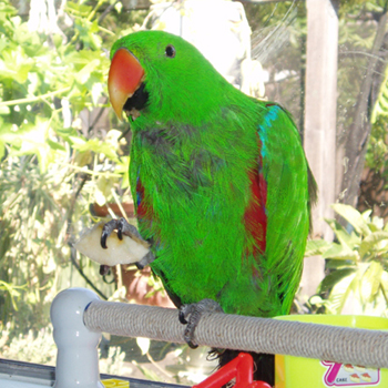 Handsome Howard