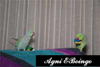 Ringnecks Agni and Boingo