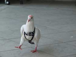 Peppermint dressed up