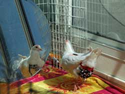 peppermint and friends