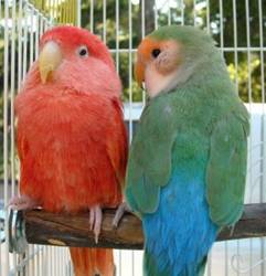 Lovebirds