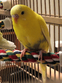 Parakeet