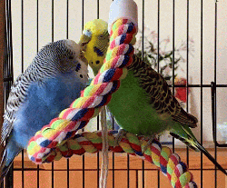 Parakeet