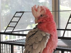 Cockatoo