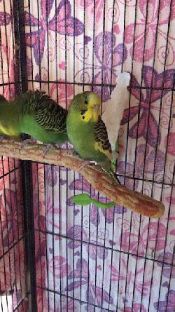 Parakeet
