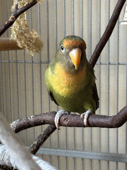 Lovebird