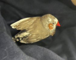 Finch/Canary