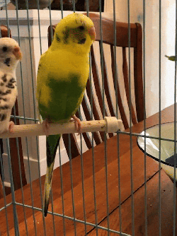 Parakeet