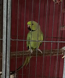 Ringneck