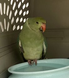 Ringneck
